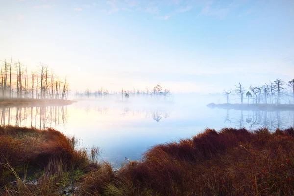 Swampy Forest Lake Thick Mysterious Fog Sunrise Cenas Tirelis Latvia — Stock Photo, Image