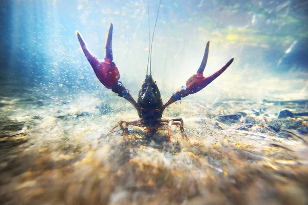 Noble Crayfish Astacus Astacus Lake Natural Habitat Close Underwater Shot — Stock Photo, Image