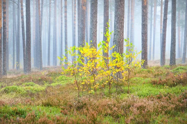 日の出 クローズアップで常緑の松林の小さな黄金の落葉樹 朝の霧 日光の木の幹を流れる 牧歌的な風景です フィンランドの環境保全 — ストック写真