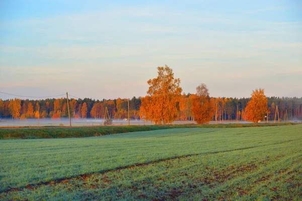 Agricultural Field Colorful Golden Forest Morning Fog Sunrise Idyllic Rural — Stock Photo, Image