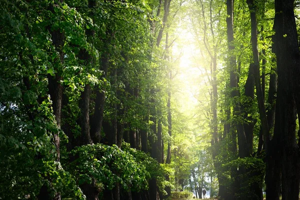 Uzun Yeşil Ihlamur Ağaçlarının Doğal Tüneli Alçak Açı Ağaç Gövdelerinden — Stok fotoğraf