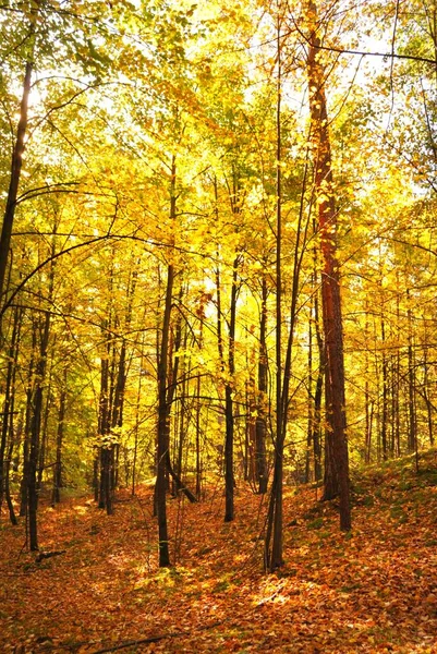 Sonnenstrahlen Fließen Durch Die Hohen Goldenen Lindenstämme Waldboden Aus Bunten — Stockfoto