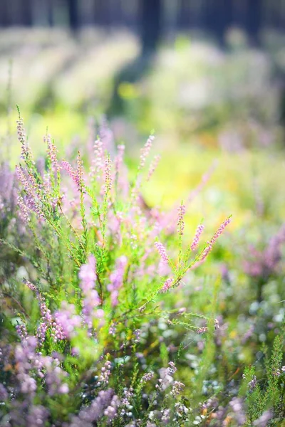 Pavimento Forestale Fiori Erica Rosa Fiore Nella Foresta Sempreverde All — Foto Stock