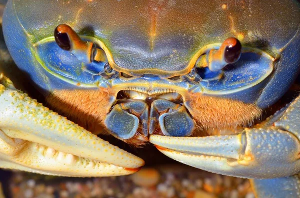 Colorful Cardisoma pet crab, extreme close-up of the claw. Pet trade, protection, science, education, zoology, carcinology, environmental conservation theme