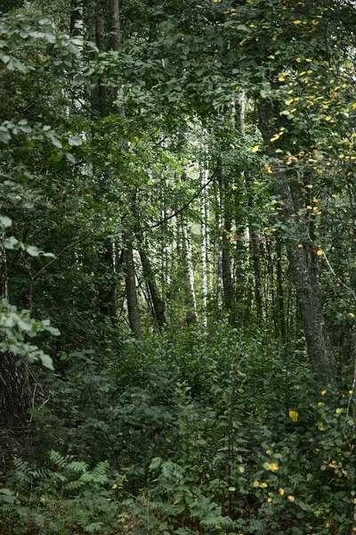 Zelenými Zlatými Stromy Břízovém Lese Proudí Sluneční Světlo Klidná Podzimní — Stock fotografie