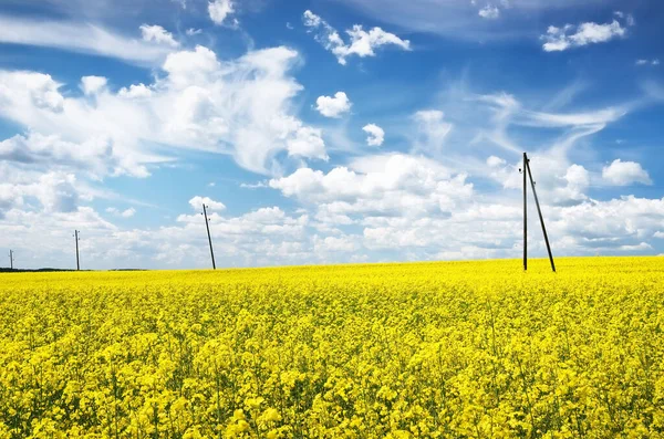 Campo Colza Amarelo Flor Céu Azul Claro Com Nuvens Brilhantes — Fotografia de Stock