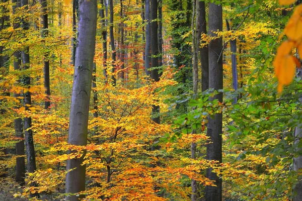 Stěna Barevných Buků Kmeny Stromů Zblízka Idylická Pohádková Podzimní Krajina — Stock fotografie