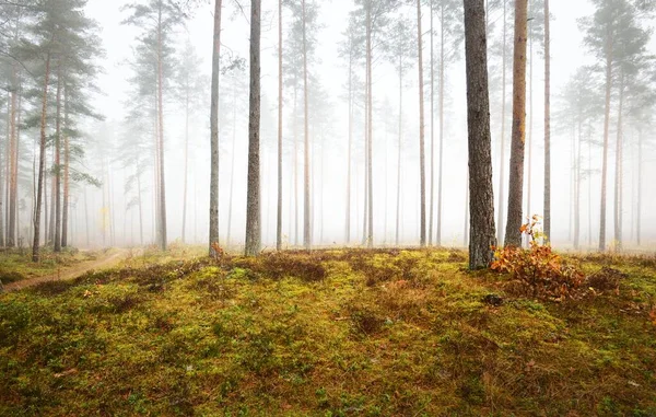 霧の秋の森のパノラマビュー 背の高い苔むした松の木の幹の近くに緑の草 赤とオレンジの葉を閉じます フィンランドの環境保全 — ストック写真