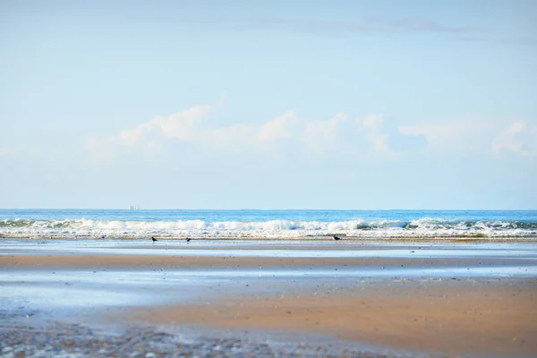 Pohled Písečného Pobřeží Zálivu Douarnenez Racci Zblízka Jasné Modré Nebe — Stock fotografie