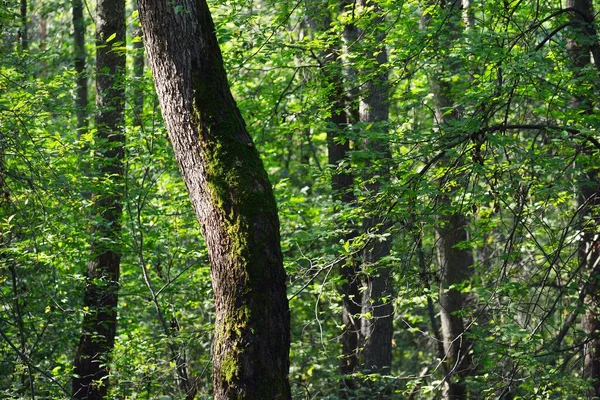 Velha Árvore Tronco Close Floresta Decídua Pantanosa Pântano Verde Paisagem — Fotografia de Stock