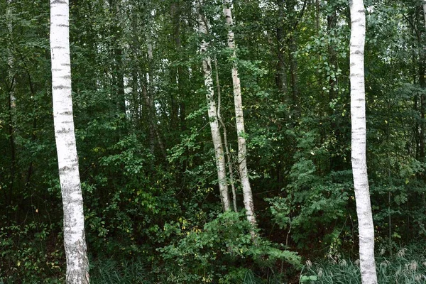 Vidoeiros Uma Floresta Decídua Verde Troncos Árvore Close Letónia Cena — Fotografia de Stock