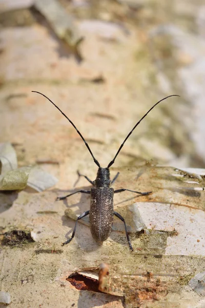 自然生息地のビートル モノカムス サトル 木の害虫 木の丸太の極端なクローズアップ 環境保全 教育の概念 — ストック写真