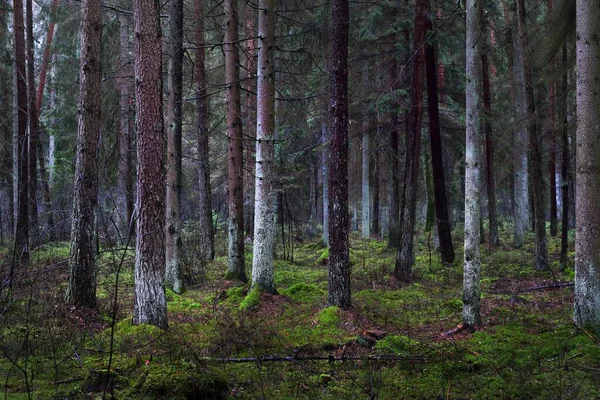 A view of the misty evergreen forest, ancient tall pine tree trunks close-up. Moss on the ground. Dark landscape. Estonia