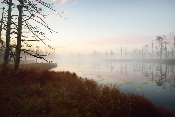 Lago Foresta Paludosa Una Fitta Nebbia Misteriosa All Alba Cenas — Foto Stock