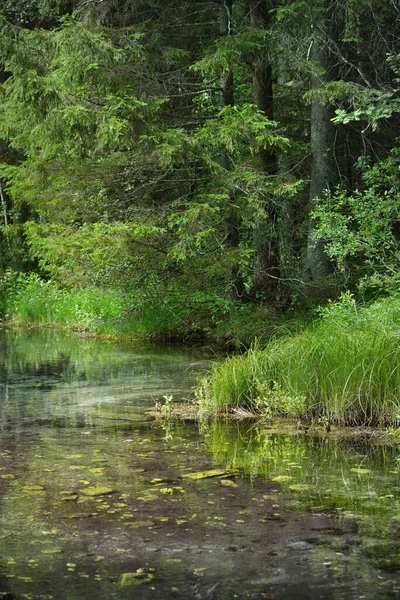 Krystalicznie Czyste Błękitne Jezioro Leśne Wiosna Odbicia Wodzie Wiecznie Zielone — Zdjęcie stockowe