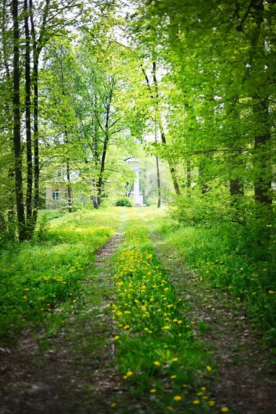 Uma Estrada Terra Através Floresta Verão Verde Dia Claro Raios — Fotografia de Stock