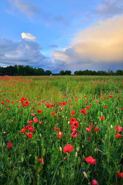 Campo Amapola Floreciente Atardecer Alemania Hojas Verdes Flores Silvestres Rojas — Foto de Stock