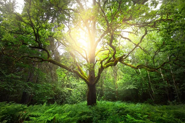 Antiguo Roble Brujo Cerca Moss Helechos Hojas Verde Esmeralda Luz — Foto de Stock