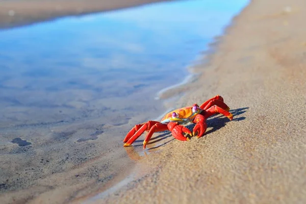 Colorful Red Toy Crab Sandy Beach Close Baltic Sea Latvia — Stock Photo, Image