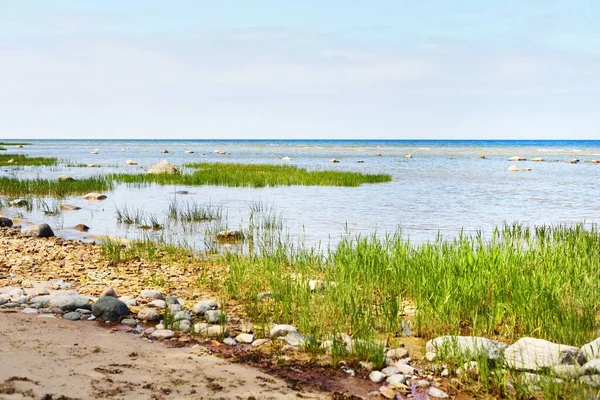 Rocky Shore Baltic Sea Sunny Day Stones Close Green Plants — Stock Photo, Image