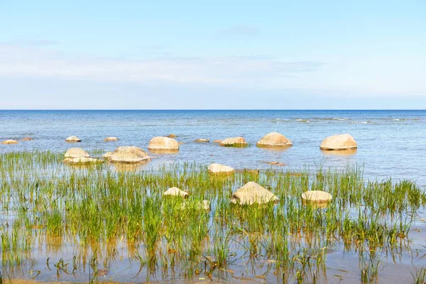 Ţărmul Stâncos Mării Baltice Într Însorită Pietre Aproape Plante Verzi — Fotografie, imagine de stoc