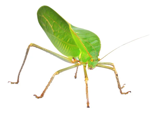 独特的大型绿色蚱蜢 Tettigoniidae 在白色背景上被分离 澳大利亚新几内亚的昆虫保护 昆虫学 环境保护 — 图库照片