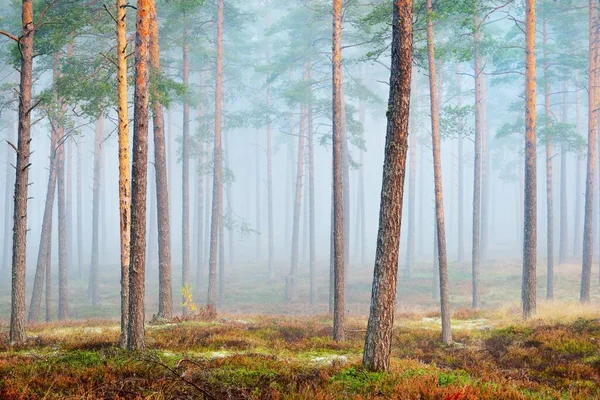 日出时分的常绿松树林 阳光照射在树干上 地上的青苔 苔藓和其他植物 Idyllic景观 芬兰的环境保护 — 图库照片
