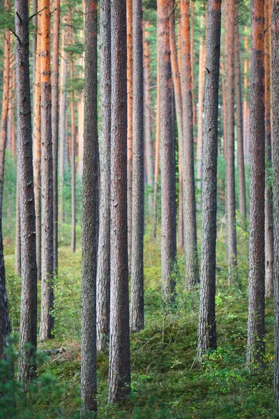 Wall Tall Pine Trees Sunset Sunlight Flowing Tree Trunks Northern — Stock Photo, Image