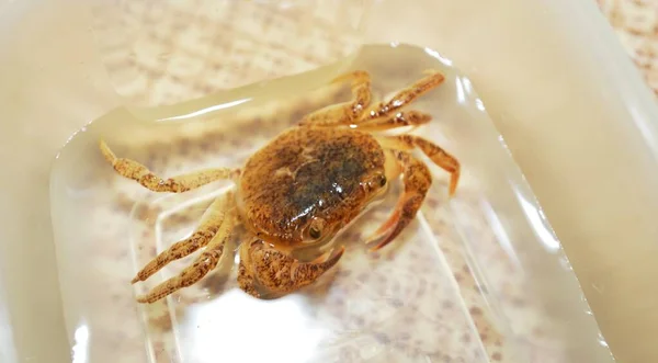 Caranguejo Água Doce Potamon Num Laboratório Perto Itália Vida Selvagem — Fotografia de Stock