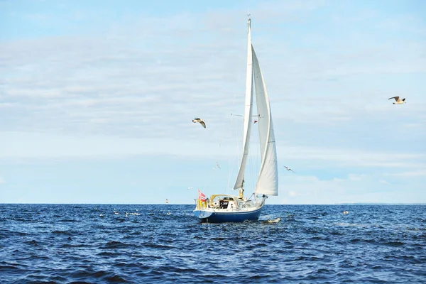 青いループは 晴れた日に開かれたバルト海を航行するヨットを操縦し カモメを間近で飛行させました ラトビアのリガ湾 クルーズ スポーツ レクリエーション レジャー活動の概念 — ストック写真