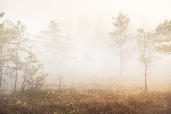日の出の朝の霧の中で袋 若い松の木やヘザーの花 クローズアップ開花の森の床 澄んだ空 牧歌的な風景です ラトビアケメリ国立公園の環境保全 — ストック写真