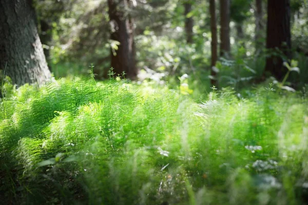 Plancher Forestier Feuilles Fougère Verte Gros Plan Île Ruhnu Estonie — Photo