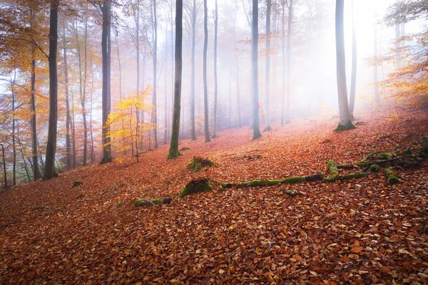 多彩的山毛榉树上 圆木特写 红色和橙色叶子的森林地面 黑暗仙女秋天的风景 清澈的晨光穿过树干 德国海德堡 — 图库照片