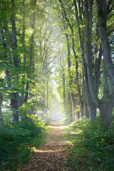 Enkelfilig Grusväg Landsbygden Genom Höga Gröna Lindarna Solljus Flödar Genom — Stockfoto