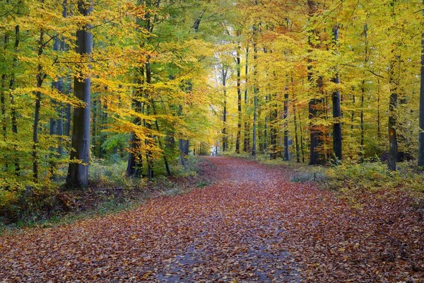 Een Eenbaans Landweggetje Door Gouden Beukenbomen Bosbodem Van Groene Oranje — Stockfoto