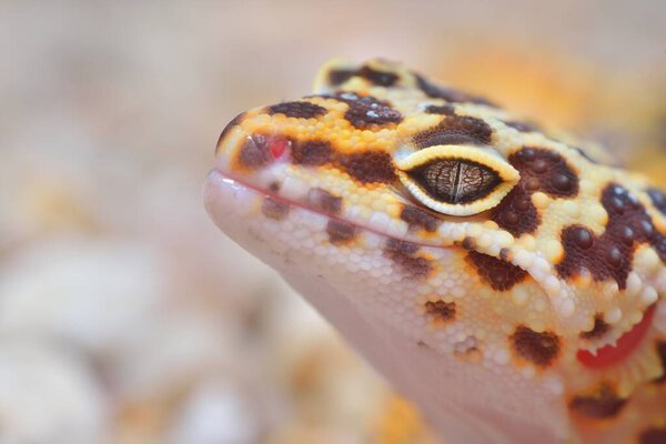 Leopard gecko Eublepharis macularius in the Zoo, close-up. Tallinn, Estonia. Portrait art, zoology, herpetology, environmental conservation, science, education concepts