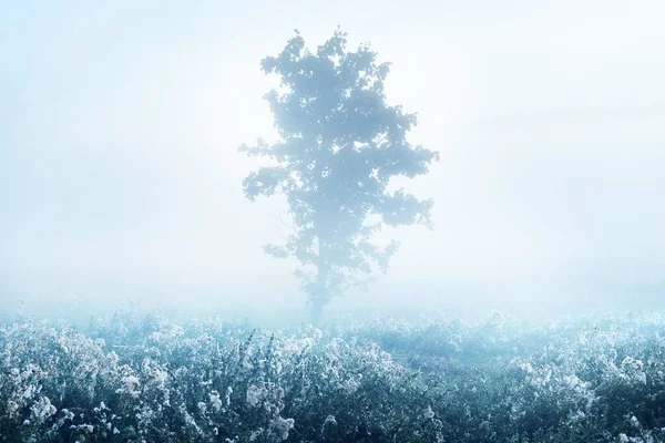 Árvore Bordo Solitária Campo Florescente Nuvens Nevoeiro Matinal Nascer Sol — Fotografia de Stock