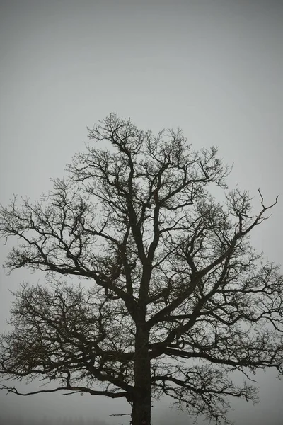 Árbol Roble Solitario Sin Hojas Contra Cielo Sombrío Una Espesa — Foto de Stock