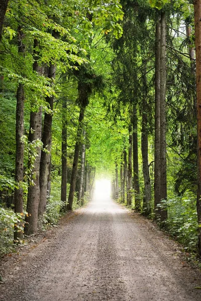 Uma Arcada Estrada Campo Pista Única Árvores Verdes Altas Luz — Fotografia de Stock