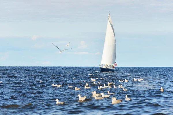 青いループは 晴れた日に開かれたバルト海を航行するヨットを操縦し カモメを間近で飛行させました ラトビアのリガ湾 クルーズ スポーツ レクリエーション レジャー活動の概念 — ストック写真