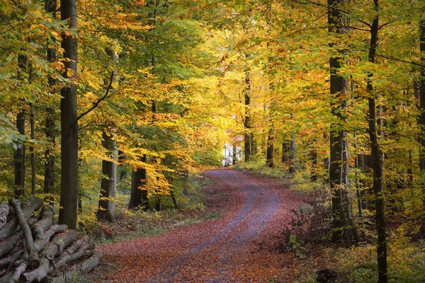 Eine Einspurige Landstraße Durch Die Goldenen Buchen Waldboden Aus Grünen — Stockfoto