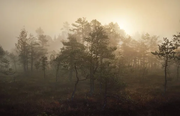 Pântano Numa Neblina Matinal Nascer Sol Pinhais Jovens Chão Floresta — Fotografia de Stock