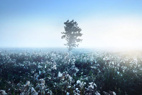 Einsamer Ahornbaum Und Ein Blühendes Feld Morgennebel Bei Sonnenaufgang Lettland — Stockfoto