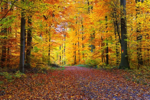 Een Eenbaans Landweggetje Door Gouden Beukenbomen Bosbodem Van Groene Oranje — Stockfoto