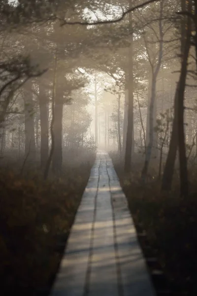 Wooden Pathway Trough Coniferous Forest Thick Mysterious Fog Sunrise Cenas — Stock Photo, Image