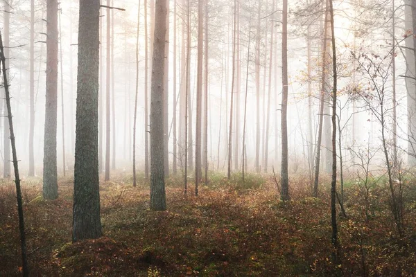 白い朝の霧の中で古代の松の木 牧歌的な秋の風景 湿地の北の森 ラトビアのケメリ国立公園 — ストック写真