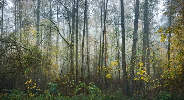 Panorámás Kilátás Egy Sötét Mocsaras Erdőre Egy Esős Őszi Napon — Stock Fotó