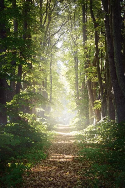Singur Drum Pietriș Rural Prin Copacii Tei Verzi Înalți Lumina — Fotografie, imagine de stoc