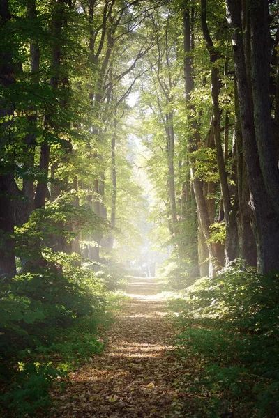 Single Lane Rural Gravel Road Tall Green Linden Trees Sunlight — Stock Photo, Image