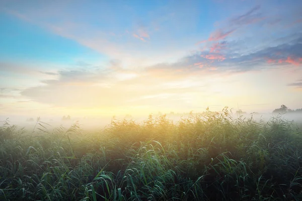 Country Field Fog Sunrise Tree Silhouettes Background Pure Golden Morning — Stock Photo, Image